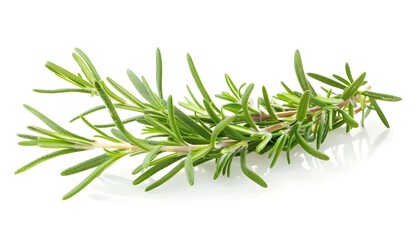Fototapeta premium Rosemary isolated on white background