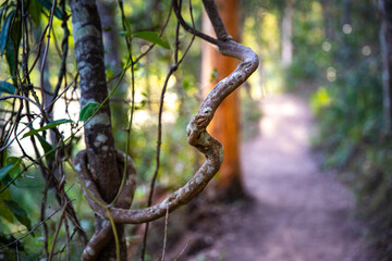 close-up of curled liana in australian bush with a path in the background; sunset over enoggera reservoir in brisbane, queensland, australia;