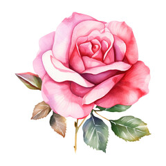 Rose isolated on transparent background Remove png, Clipping Path, pen tool