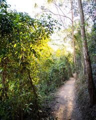 a beautiful path through australian bush in enoggera reservoir walkabout creek, brisbane, queensland, australia