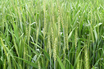 Green wheat field close up image, Green Wheat whistle, Wheat bran fields, agriculture, wheat field Pakistan, closeup of green cereal field