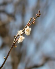 公園で咲いた白梅