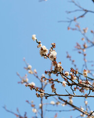 公園で咲いた白梅