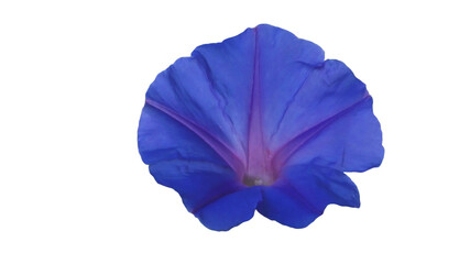 morning glory purple flower isolated on white