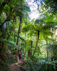 hiker girl with a backpack walking through a dense gondwana rainforest in lamington national park,...