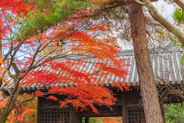 輪王寺　晩秋
