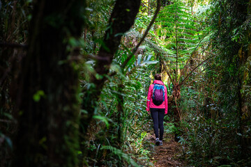 hiker girl with a backpack walking through a dense gondwana rainforest in lamington national park, queensland, australia; hiking in green mountains, toolona circuit, forest with unique ancient plants