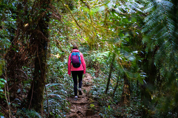 Obraz premium hiker girl with a backpack walking through a dense gondwana rainforest in lamington national park, queensland, australia; hiking in green mountains, toolona circuit, forest with unique ancient plants