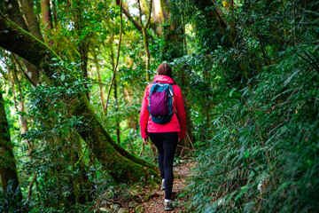 Obraz premium hiker girl with a backpack walking through a dense gondwana rainforest in lamington national park, queensland, australia; hiking in green mountains, toolona circuit, forest with unique ancient plants