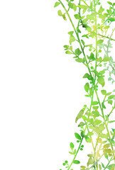 背景素材_水彩_植物