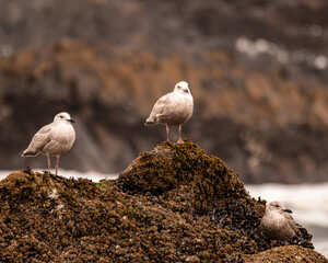 A trio of gulls sitting on a rock as the tide comes in