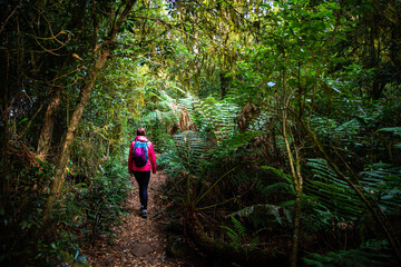 hiker girl with a backpack walking through a dense gondwana rainforest in lamington national park,...