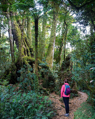 Naklejka na ściany i meble hiker girl with a backpack walking through a dense gondwana rainforest in lamington national park, queensland, australia; hiking in green mountains, toolona circuit, forest with unique ancient plants