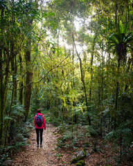 Fototapeta premium hiker girl with a backpack walking through a dense gondwana rainforest in lamington national park, queensland, australia; hiking in green mountains, toolona circuit, forest with unique ancient plants