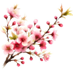 Sakura Pink cherry blossoms bloom against a white background in a beautiful spring scene, capturing the delicate beauty of nature's floral display