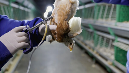 Disease prevention in chickens. Pullets vaccination in close farm, temperature and light control , Thailand.