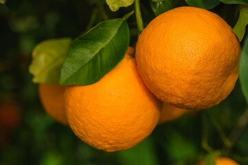 Oranges bear fruit and bloom on trees in the garden and in the sun's rays 4