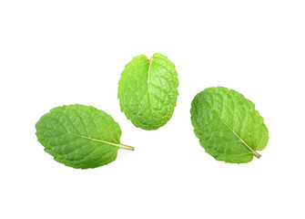 Mint leaf isolated. Fresh mint leaf on white background