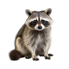 Beautiful Raccoon isolated on white background