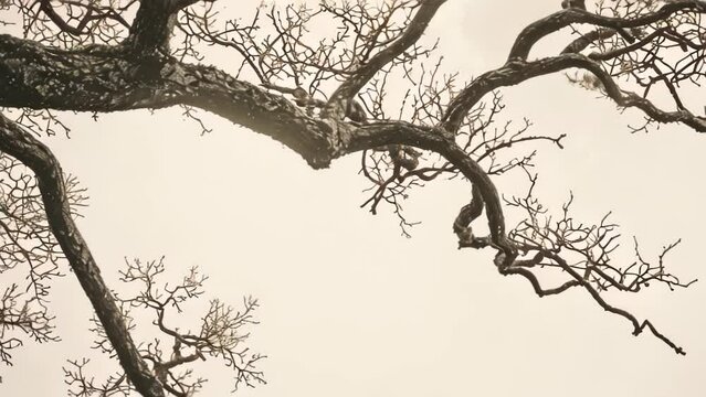 old tree with vintage color. 4k video animation