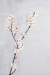 Welcome to spring, vintage looking light gray background with pale pink cherry blossom flowers on a twig
