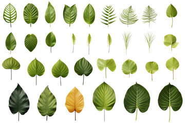 Collection of tropical leaves isolated on transparent background.