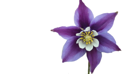 オダマキ　5月の花　勝利への決意