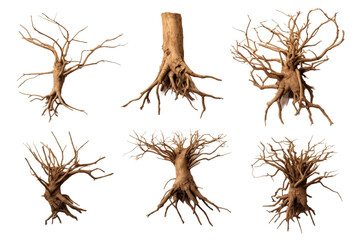 Collection of twisted tree roots isolated on transparent background.