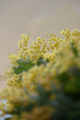 Obraz premium mimosa