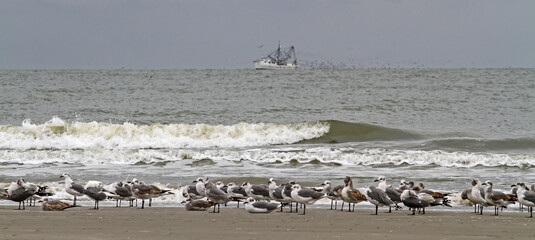 Seagulls on an ocean beach with a shrimp boat in the background