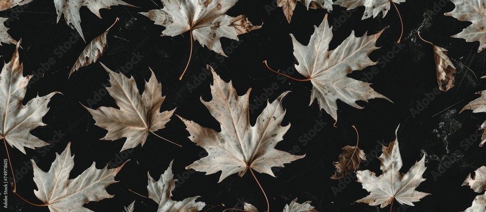 Aufkleber multiple maple leaves scattered on a sleek black surface, creating an abstract and artistic composit