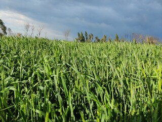 Lush green wheat field with tall stems under a foreboding grey sky, signaling changing weather on a farm