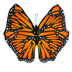 Monarch Butterfly Open Wings