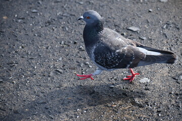 Pigeon struts about looking for food particles.