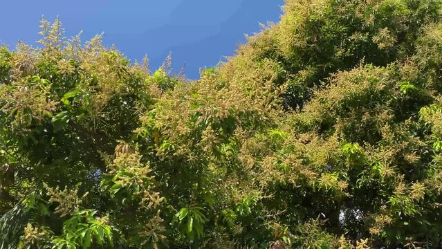 Fine white flowers are blossoming on the canopy of the mango tree