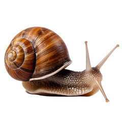 Snail Isolated on transparent background