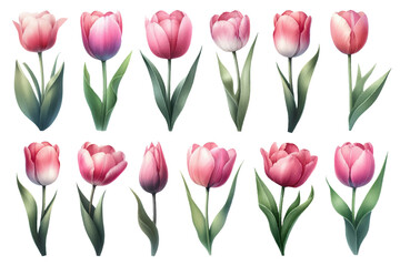 Watercolor illustration material set of pink tulips