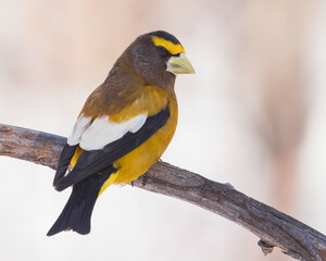 Fototapeta premium An Evening Grosbeak perches in the morning light
