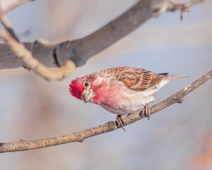 A Cassin's Finch looks on with curiosity while perched