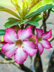 Beautiful Adenium or desert rose flower. Pink adenium flower with blur green leaves background. Bright red azalea flower planted in garden. Floral background. Tropical flower Pink Adenium. Desert rose