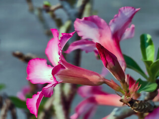 Beautiful Adenium or desert rose flower. Pink adenium flower with blur green leaves background. Bright red azalea flower planted in garden. Floral background. Tropical flower Pink Adenium. Desert rose