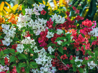 Colorful of Bougainvillea spectabilis (great bougainvillea) flowers. The beautiful multicolored of bougainvillea flowers planted in the garden. Nature background. Bougainvillea flower, Paper flower.