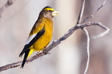 An Evening Grosbeak perches in the morning light