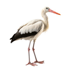 Stork Isolated on transparent background