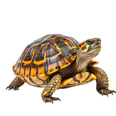 Turtle Isolated on transparent background