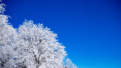 Keuken spatwand met foto 青空と霧氷の木　凍った木の枝 © 裕幸 田鳥