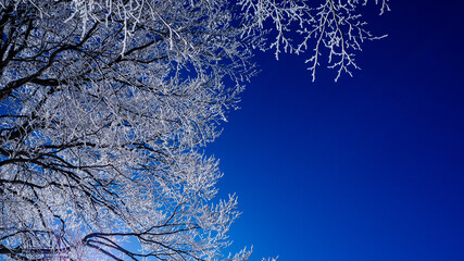 青空と霧氷の木　凍った木の枝
