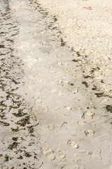 footsteps in the sand