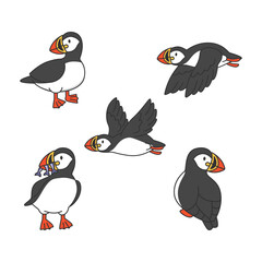 Puffin vector set. Cute cartoon puffin illustration.