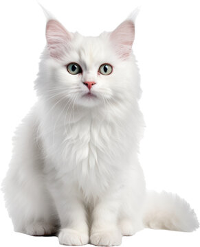 a cat,cat model isolated on white or transparent background,transparency 